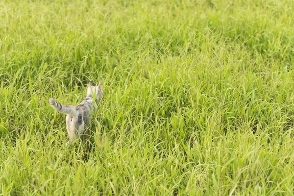 Kucing wlkn in grass — Stok Foto