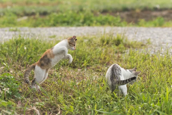 Katt spel i utomhus — Stockfoto