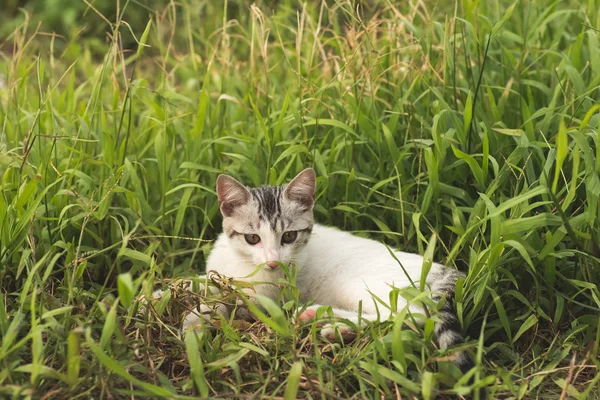 Katt i gräsmark — Stockfoto
