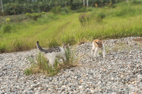 Gatto giocare all'aperto — Foto Stock