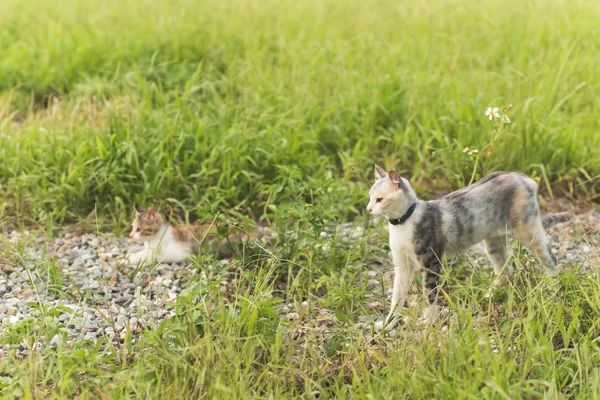 Gatto giocare all'aperto — Foto Stock