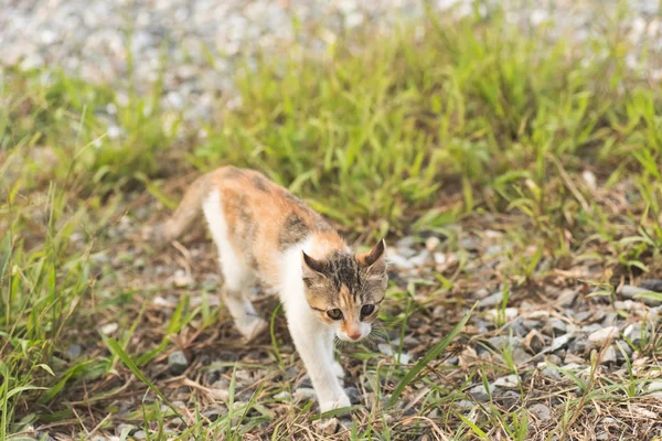 Kat in grasland — Stockfoto