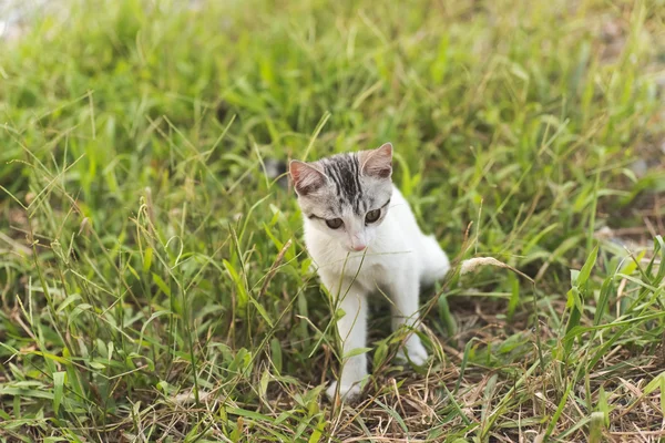 Gato en pastizales — Foto de Stock