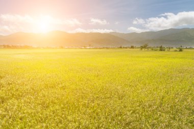 Altın paddy ile kırsal manzara