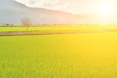 pirinç çiftlik ülke