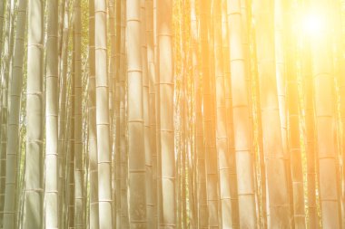 arashiyama bambu ormanı