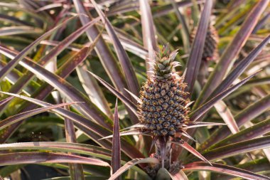 doğa manzara arka plan