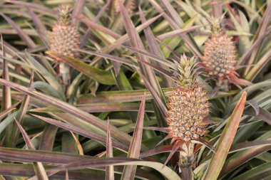 doğa manzara arka plan