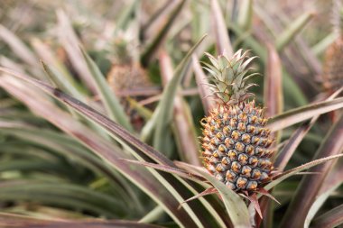 doğa manzara arka plan