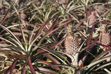 doğa manzara arka plan