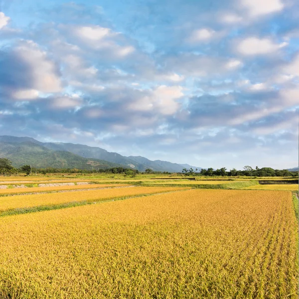 Reisbauernhof und Himmel — Stockfoto