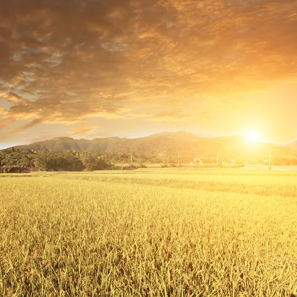 Sonnenstrahl und der goldene Reisbauernhof — Stockfoto