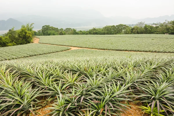 Natureza paisagem fundo — Fotografia de Stock