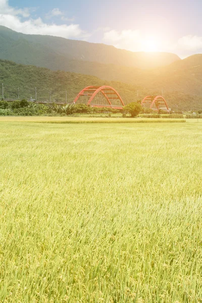 与金色的稻谷的田园风光 — 图库照片
