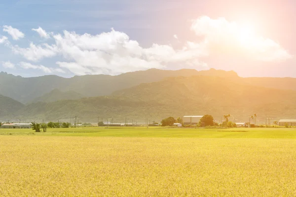 Paisaje rural con arrozal dorado — Foto de Stock