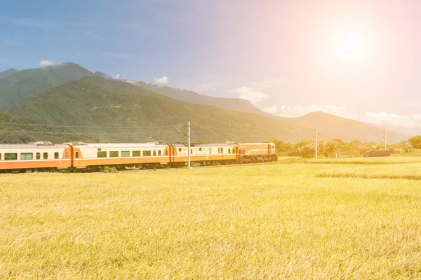 Rural scenery with golden paddy — Stock Photo, Image