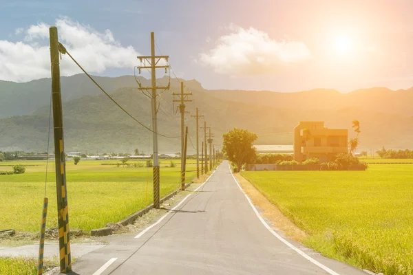 Rural scenery with golden paddy — Stock Photo, Image