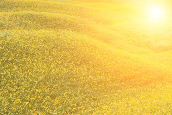 Field of tiger lily — Stock Photo, Image