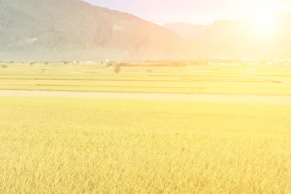 Сельский пейзаж рисовой фермы — стоковое фото