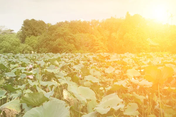 Naturen landskap bakgrund — Stockfoto