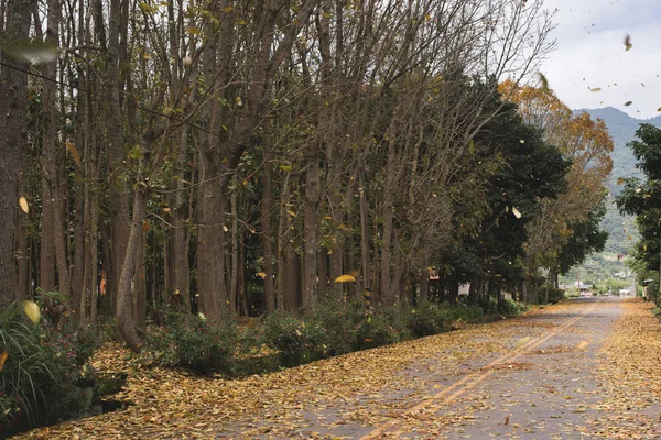 Strada di campagna con foglie — Foto Stock