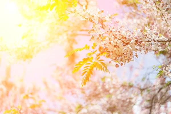 Cassia bakeriana ağaç — Stok fotoğraf