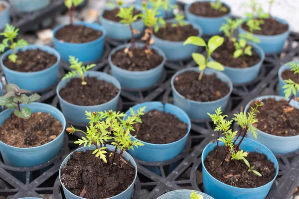 Agriculture or Seeding — Stock Photo, Image