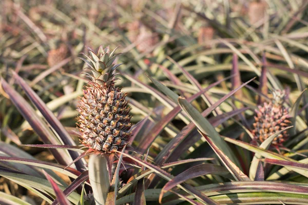 Naturen landskap bakgrund — Stockfoto