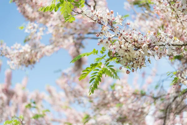 Cassia bakeriana ağaç — Stok fotoğraf