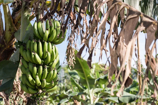 Banana tree in the farm — Stock Photo, Image