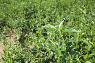 yeşil yaprak çay çiftlik