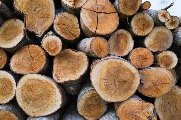 Pile of wood logs — Stock Photo, Image