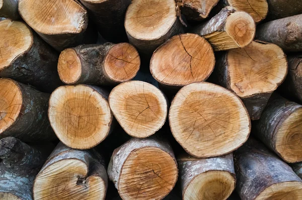 Pile of wood logs — Stock Photo, Image