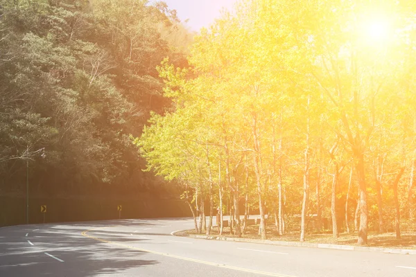 Albero verde in primavera con strada — Foto Stock