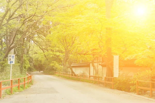 Viale vicino al Santuario di Shimogamo — Foto Stock