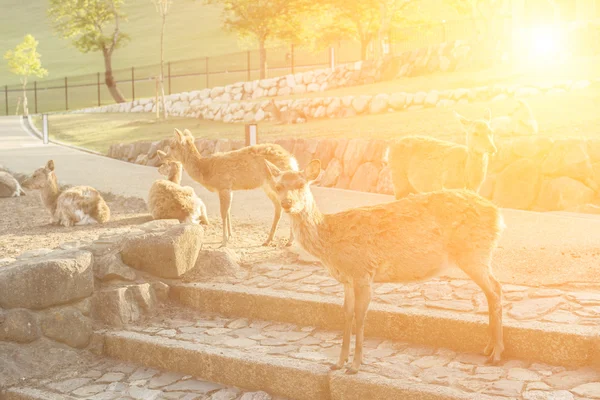 Ciervos en el parque Nara —  Fotos de Stock