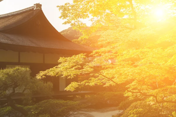 A japán kert zöld juhar fa. — Stock Fotó