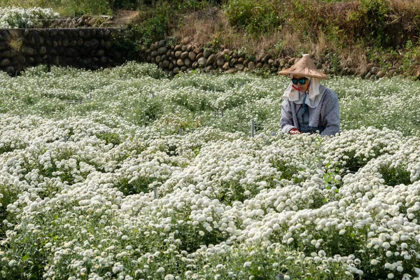 Tongluo Taiwan November 2019 Boer Werkt Een Boerderij Van Chrysanten — Stockfoto