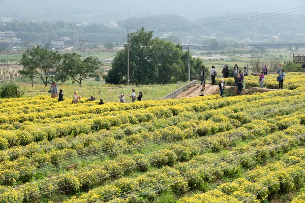 Tongluo Taiwan November 2019 Toeristen Wandelen Een Boerderij Van Chrysanten — Stockfoto