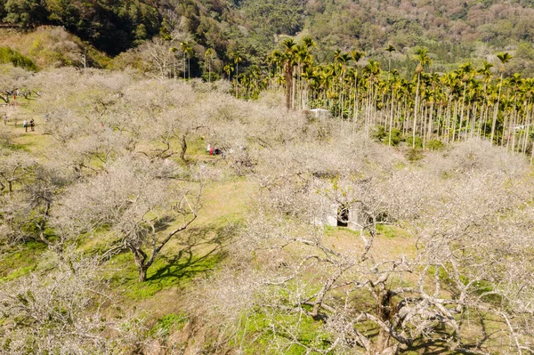 Nantou Taiwan Januari 2020 Landschap Van Witte Pruimenbloesem Overdag Nantou — Stockfoto