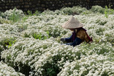 Tongluo, Tayvan - 14 Kasım 2019: Miaoli, Tayvan, Asya 'da bir kasımpatı çiftliğinde çalışan çiftçi