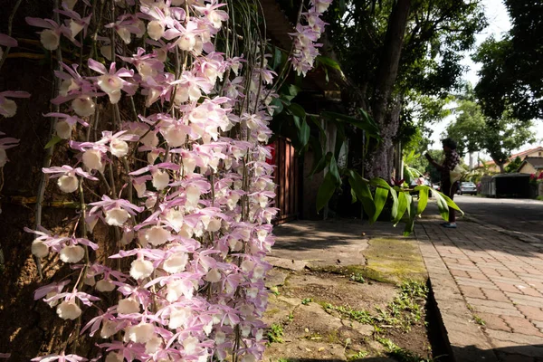 Nantou Taiwan Abril 2020 Flores Dendrobium Rua Com Turistas Zhongxing — Fotografia de Stock