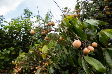 Tayvan 'daki çiftlikteki ağaçlarda Logan' ın meyveleri