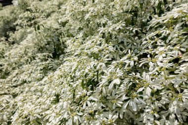 beyaz pascuita çiçekleri, gündüz yakın plan görüntü