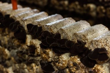 Nantou, Tayvan 'daki bir çiftlikte plastik poşette büyüyen mantarlar.