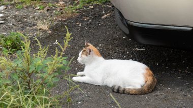 Kaplumbağa kabuğundan bir sokak kedisi Şehrin duvarında