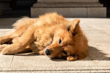 Şehirde başıboş bir köpek yatıyor.