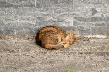 Şehirdeki sokakta başıboş tekir kedi