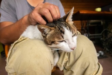 Adam kedisini uyluğundan tutup evde onunla oynuyor.