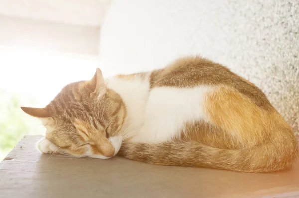 Yorgun Küçük Kedi Uyur Dışarıda Uyur — Stok fotoğraf